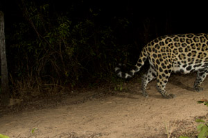 jag